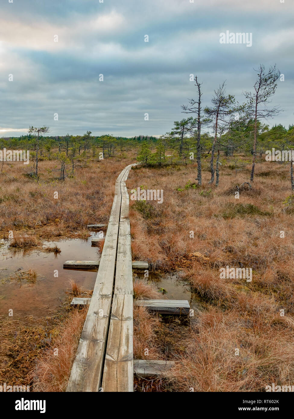 boardwalk in the swamp Stock Photo Alamy