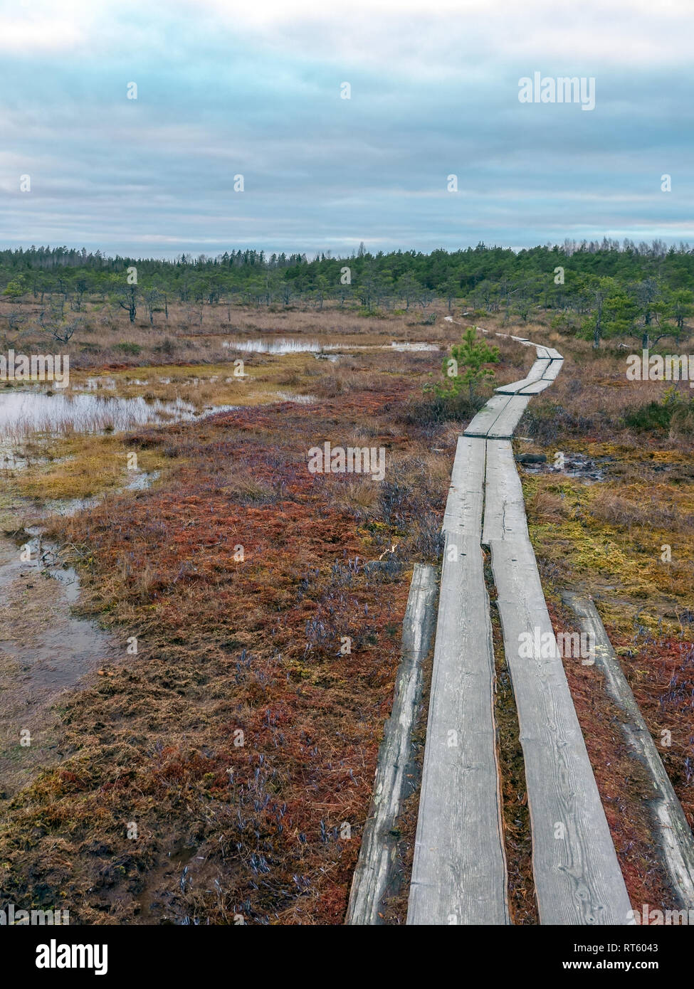 boardwalk in the swamp Stock Photo Alamy