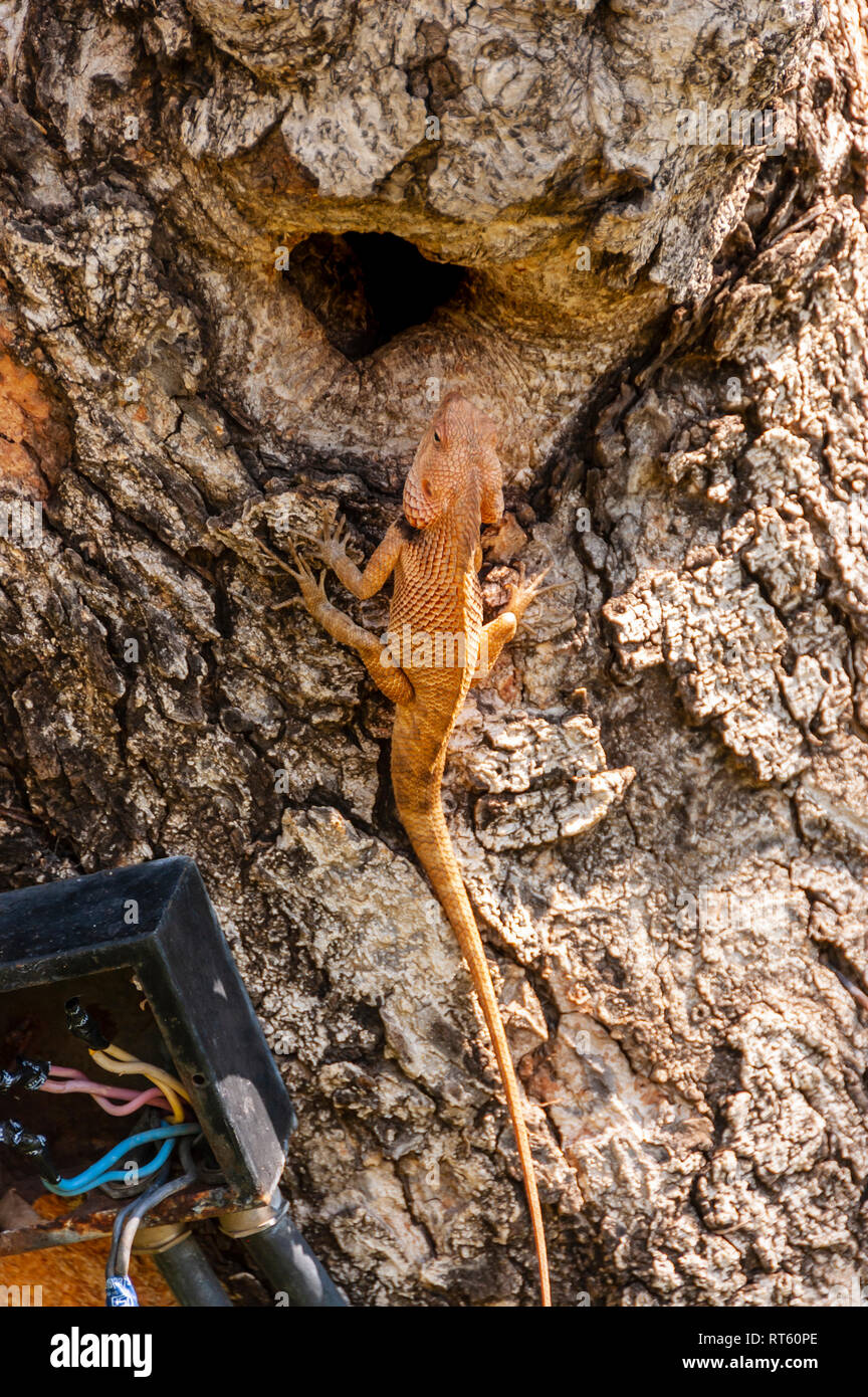 Male oriental garden lizard, Calotes versicolor, displaying breeding colour, nesting in the hollow of a lebbeck, Albizia lebbeck, tree. Stock Photo