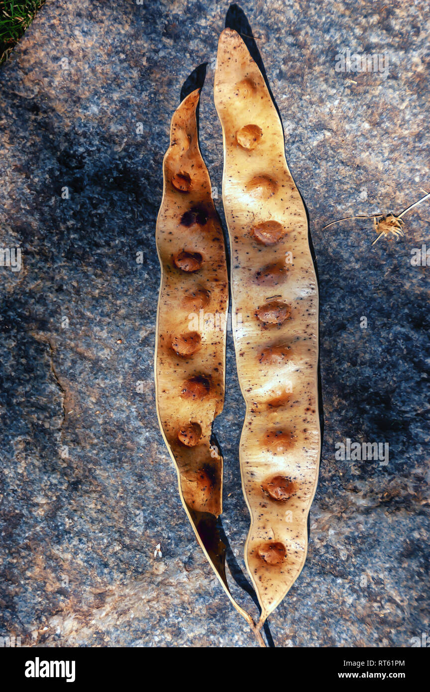 Fruit pods of Albizia Lebbeck tree. The pod contains six to twelve seeds. The pods have medicinal value. Saponin from pods show spermicidal activity. Stock Photo