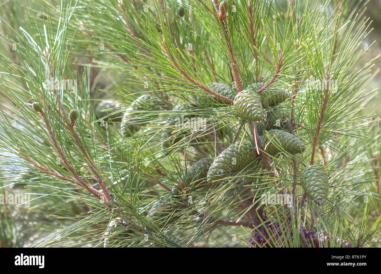 Close up picture of Pinus pumila with green cones.  Stock Photo