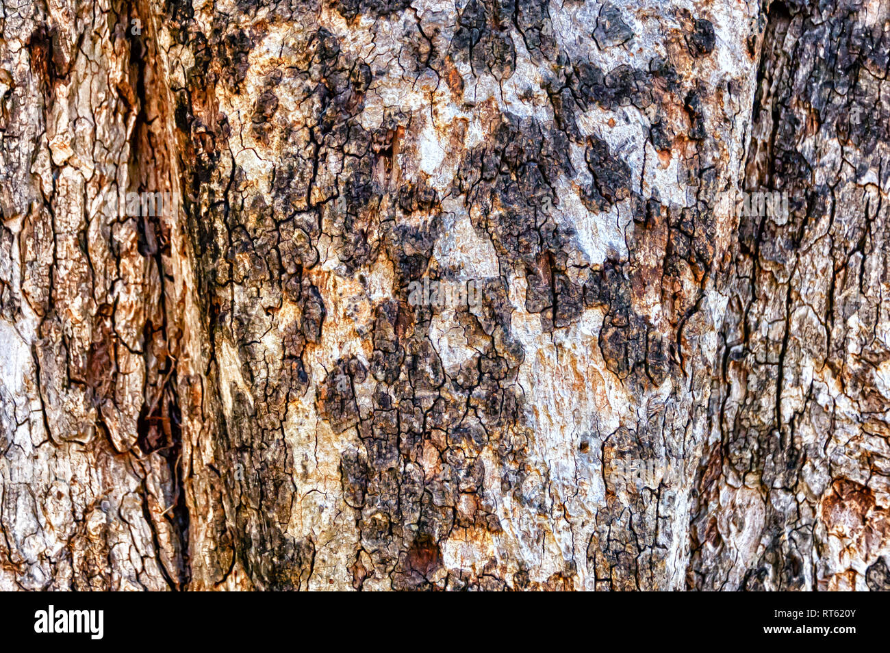 Close up of the bark and trunk of a peepal tree, Ficus religiosa, or sacred fig. It is of religious significance to Hinduism, Buddhism, and Jainism. Stock Photo