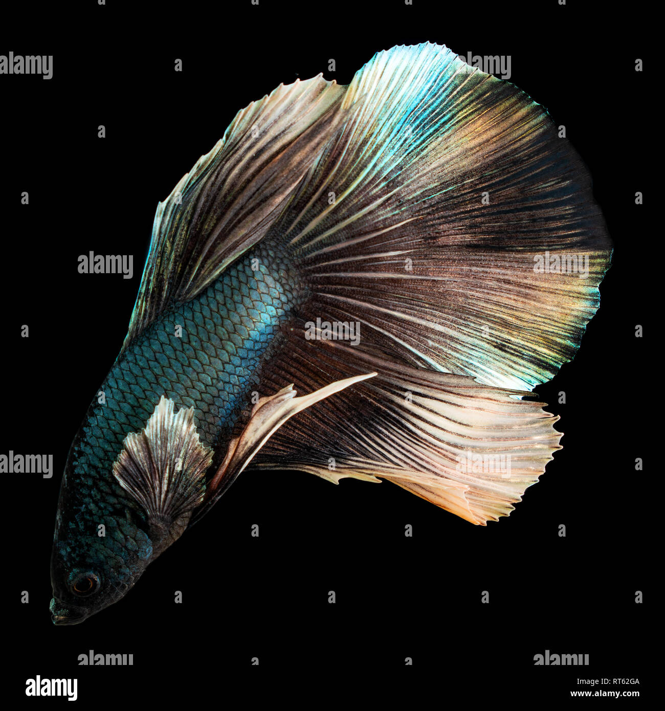 Beautiful blue betta fish closeup macro on black background Stock Photo