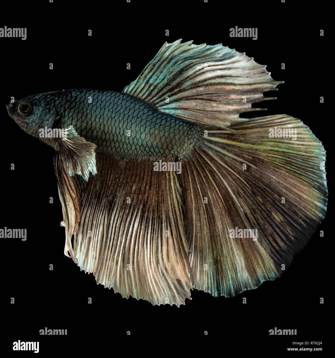 Beautiful blue betta fish closeup macro on black background Stock Photo