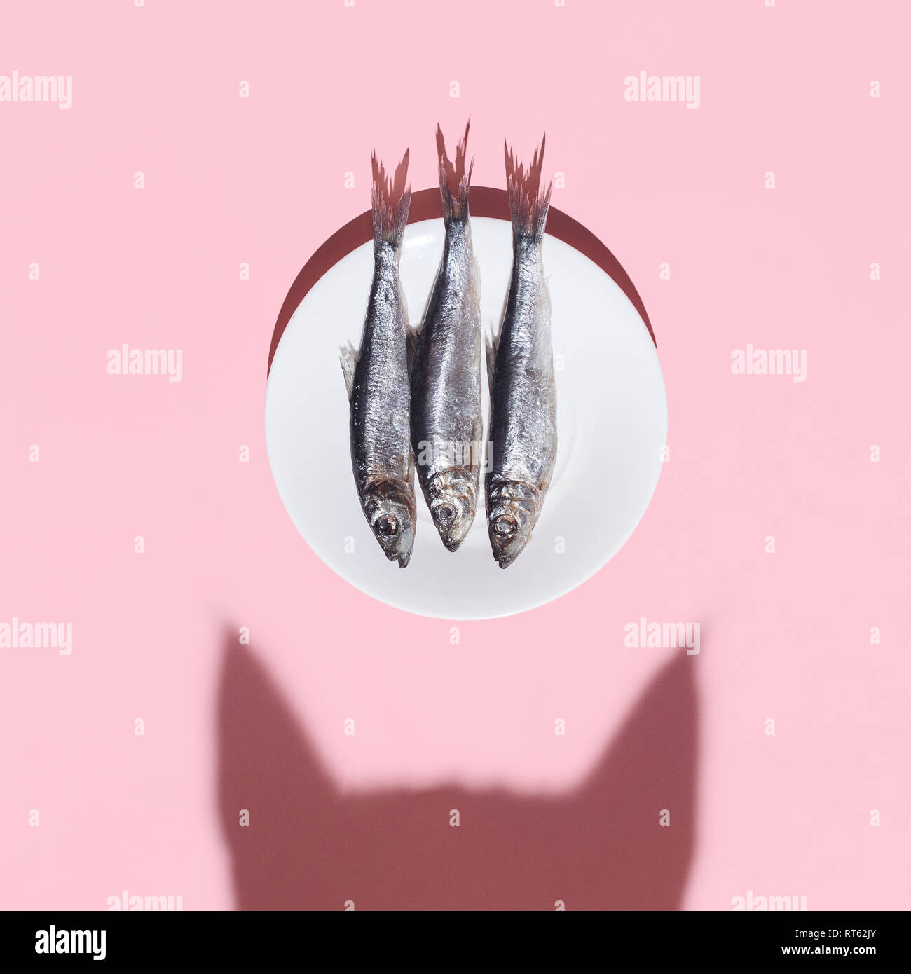 Cat vs fish. Curious cat shadow and plate with silver fish on pink background. Hard light. Top view. Flat lay. Curiousity and food concept. Stock Photo