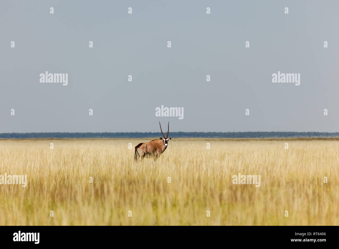 Gemsbok, Oryx gazella, with straight horns pauses in grazing in grass field in Namibia Stock Photo