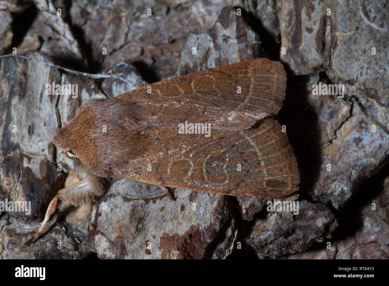 A Common Quaker moth (Orthosia cerasi) at rest on tree bark. Stock Photo
