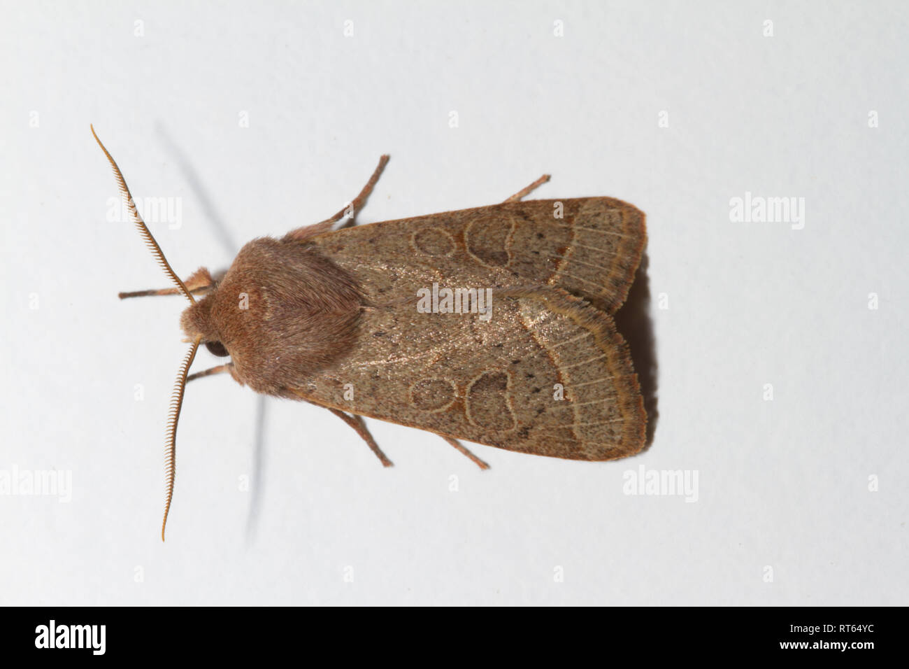 A Common Quaker moth (Orthosia cerasi) at rest on a white board. Stock Photo