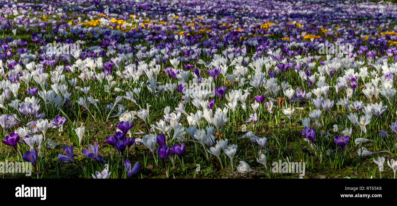 Crocuses in flower en masse at Lister Park, Bradford, Yorkshire. Stock Photo