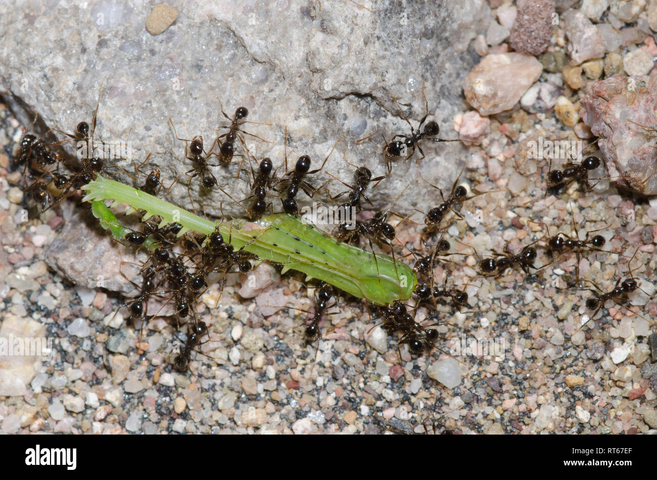 Big-headed Ants, Pheidole sp., hauling grasshopper leg Stock Photo