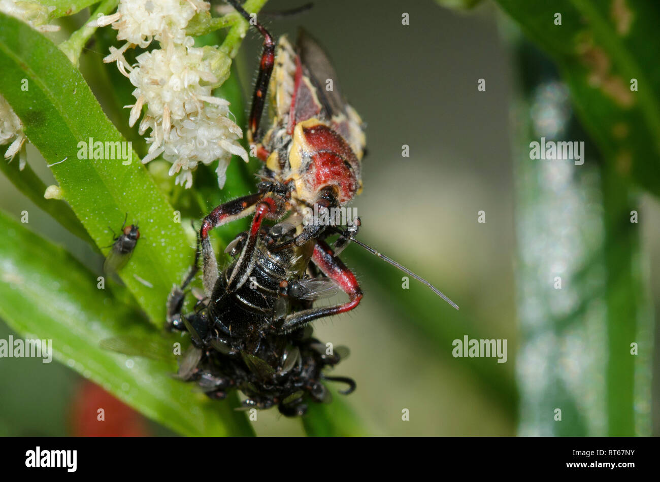 Yellow-bellied Bee Assassin, Apiomerus flaviventris, with prey and Freeloader Flies, Family Milichiidae, on Seep-willow, Baccharis salicifolia Stock Photo