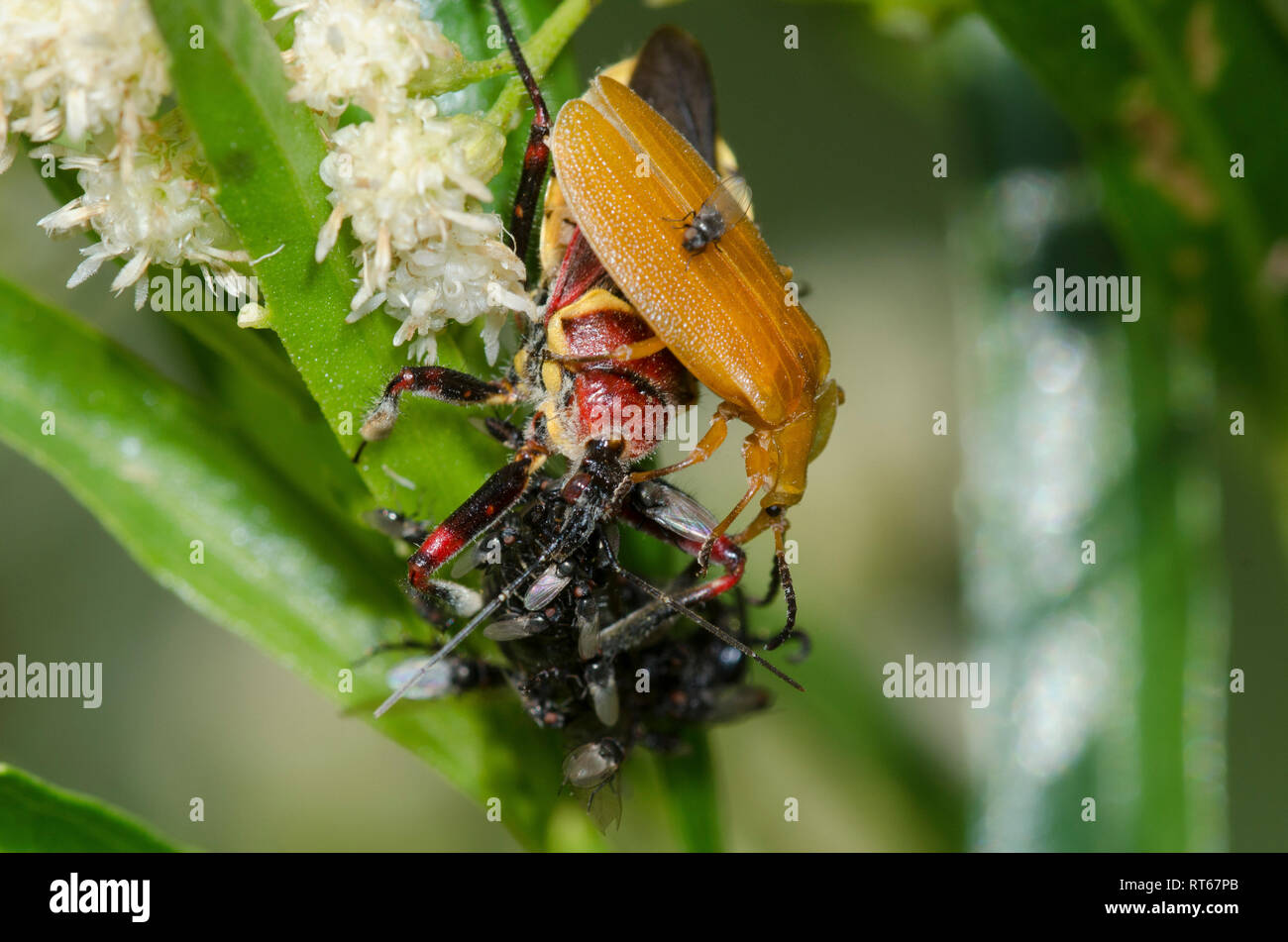 Yellow-bellied Bee Assassin, Apiomerus flaviventris, with prey and Freeloader Flies, Family Milichiidae, on Seep-willow, Baccharis salicifolia Stock Photo