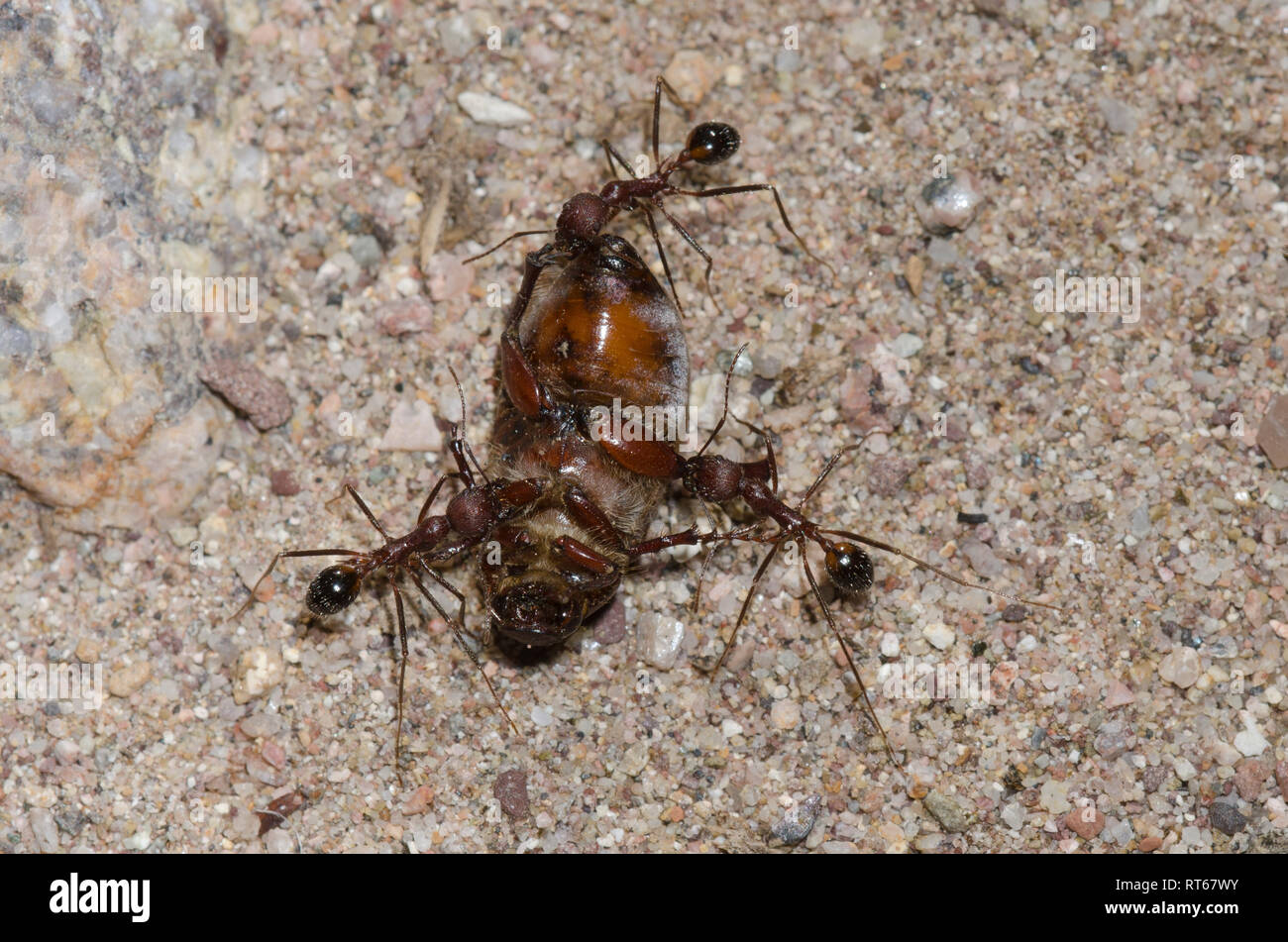 Ants, Novomessor albisetosus, hauling dead beetle, Order Coleoptera Stock Photo