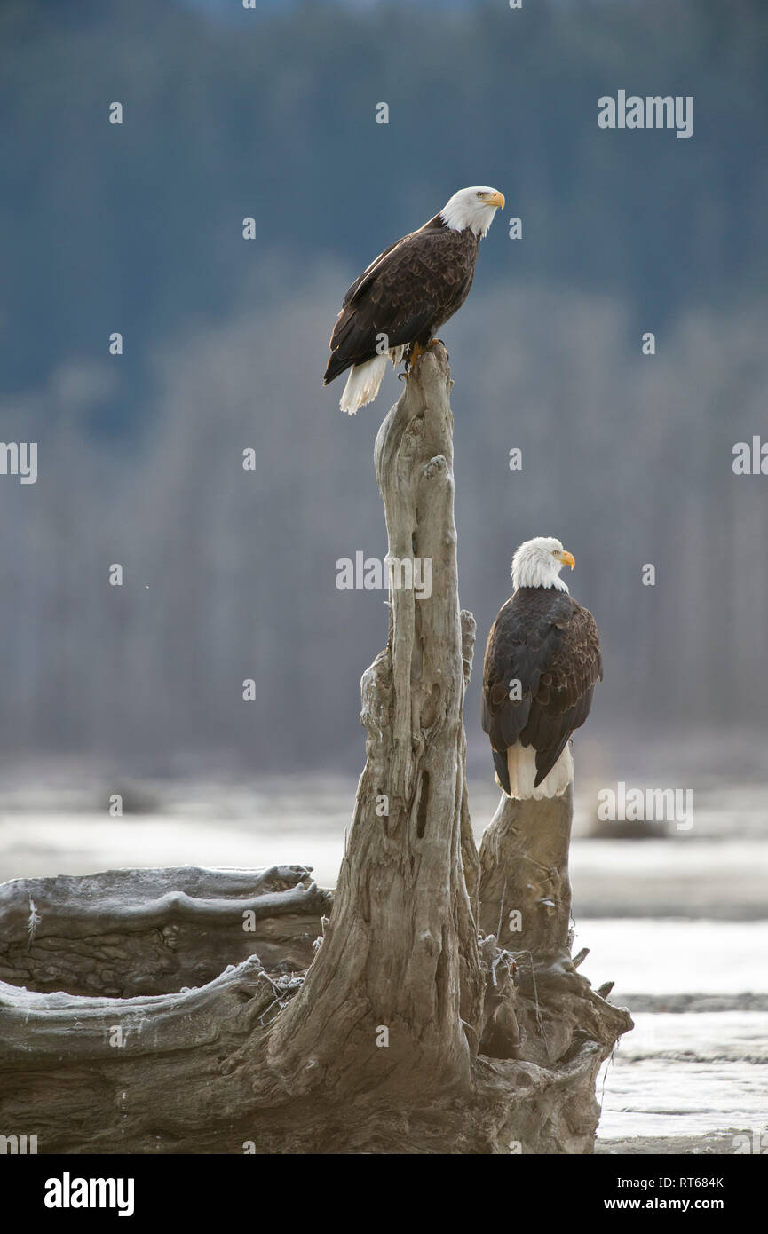 Two bald eagles on a snag in the Alaska Chilkat Bald Eagle Preserve on the Chilkat River near Haines Alaska Stock Photo