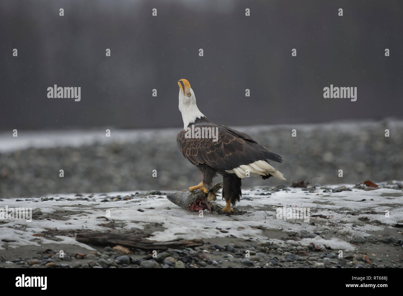 Adult bald eagle (Haliaeetus leucocephalus) with a salmon head screaming at another eagle overhead near Haines, Alaska Stock Photo