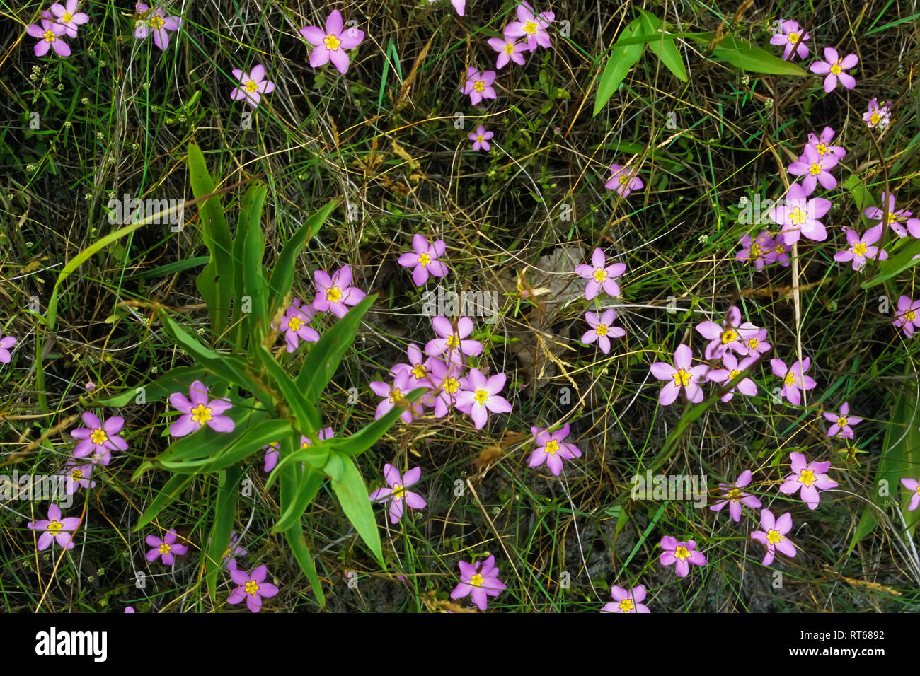 Sea-pink, sabatia stellaris, wildflower grouping Stock Photo