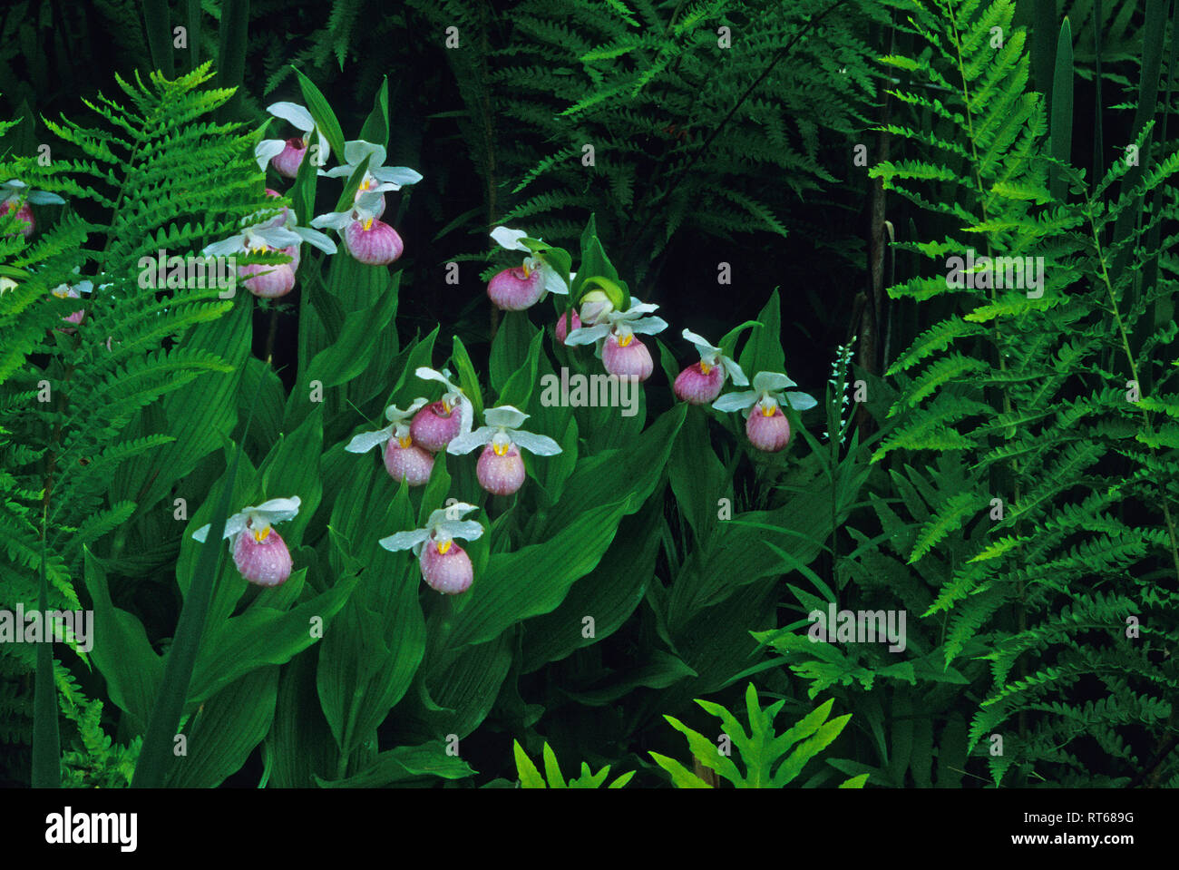 Showy lady slipper orchids in bloom Stock Photo