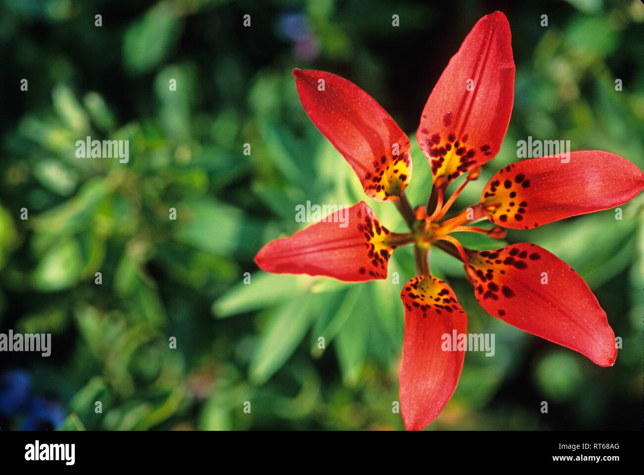 Close-up of wood lily wildflower Stock Photo