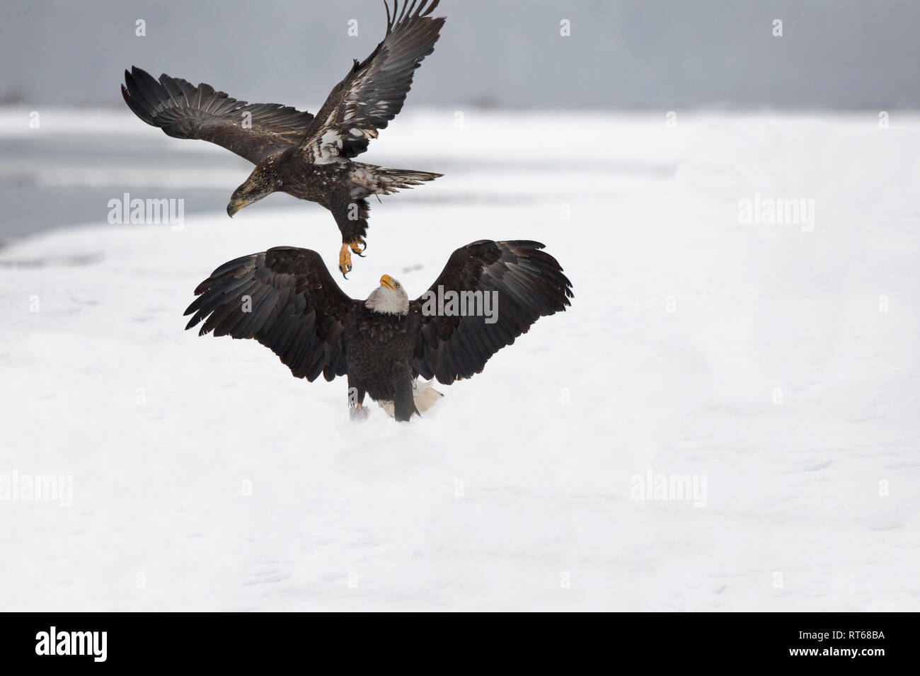 adult and juvenile bald eagles greeting each other Stock Photo