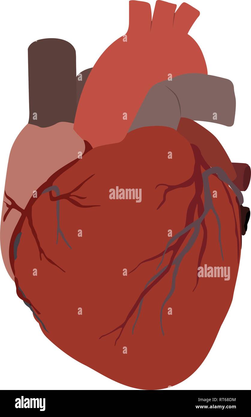 Isolated human heart Stock Vector Image & Art - Alamy