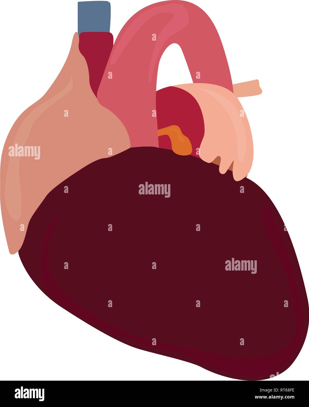 Isolated human heart Stock Vector Image & Art - Alamy