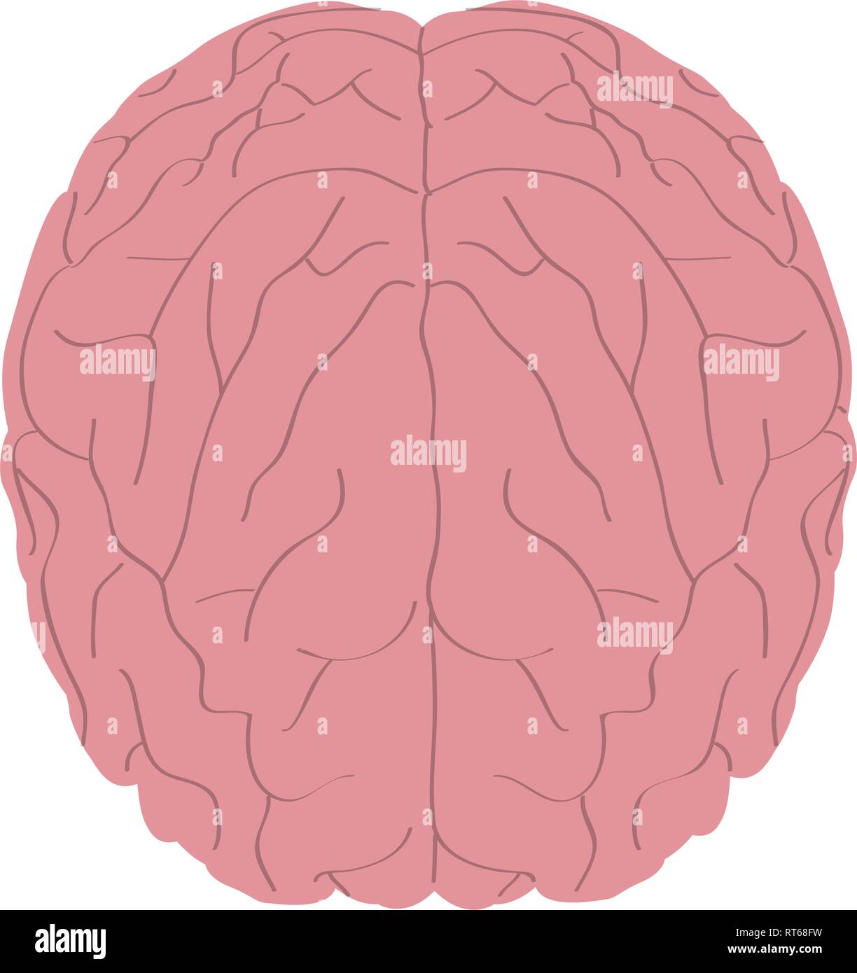 Isolated human brain Stock Vector Image & Art - Alamy