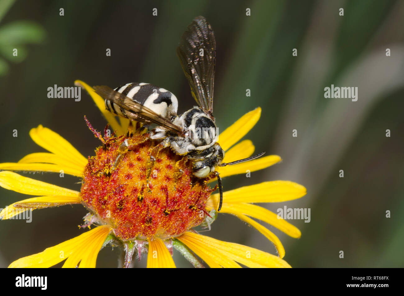 Cuckoo Bee, Triepeolus grandis, on Red Dome Blanketflower, Gaillardia pinnatifida Stock Photo