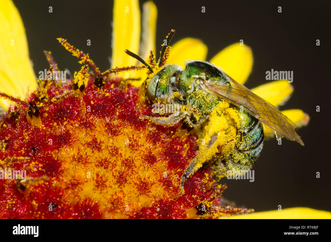 Sweat Bee, Agapostemon sp., on Red Dome Blanketflower, Gaillardia pinnatifida Stock Photo