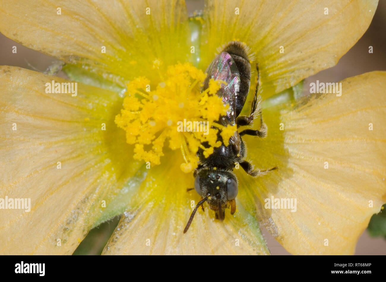Mining Bee, Macrotera sp. Stock Photo