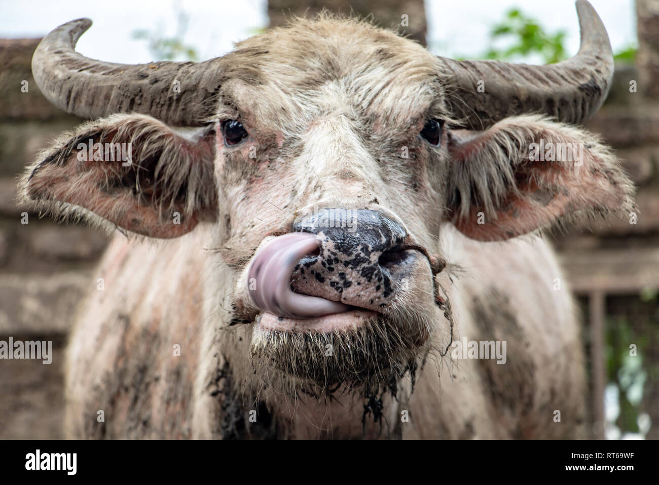 the cow licks the mouth with his nose. The portrait of dirty cow