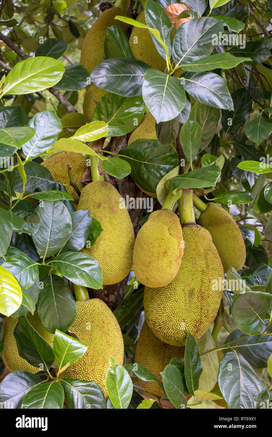 Leaf jackfruit tree artocarpus heterophyllus hires stock photography
