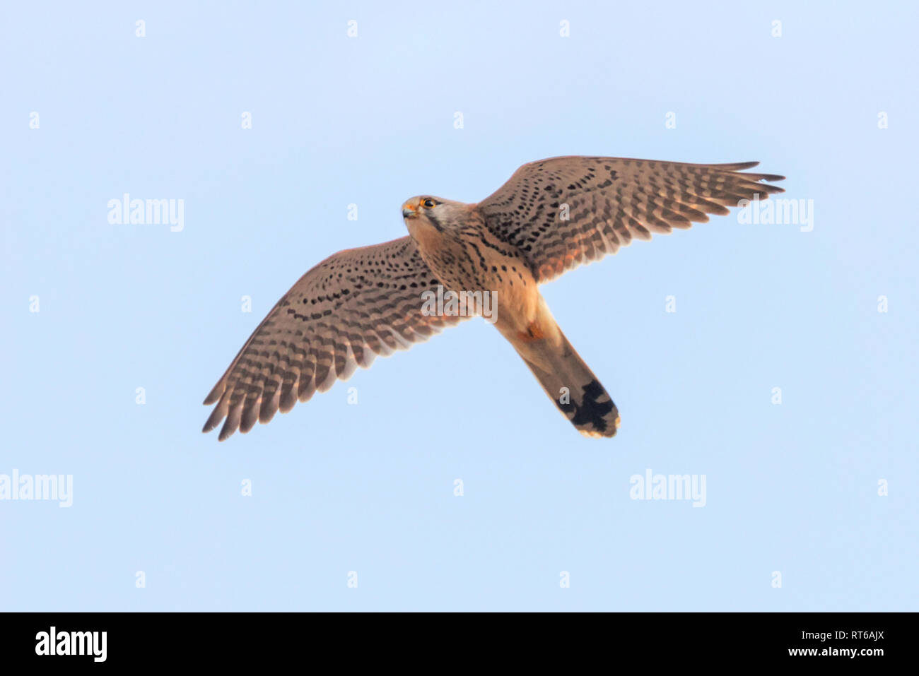 Common Kestrel (Falco tinnunculus). Common Kestrel in flight Stock Photo -  Alamy