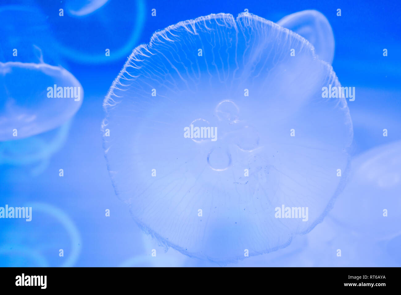 Small jellyfish in a decorative aquarium with blue backlight. Stock Photo