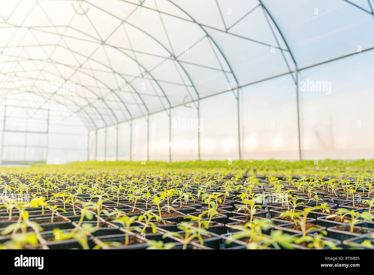 Young plants growing in a greenhouse Stock Photo - Alamy