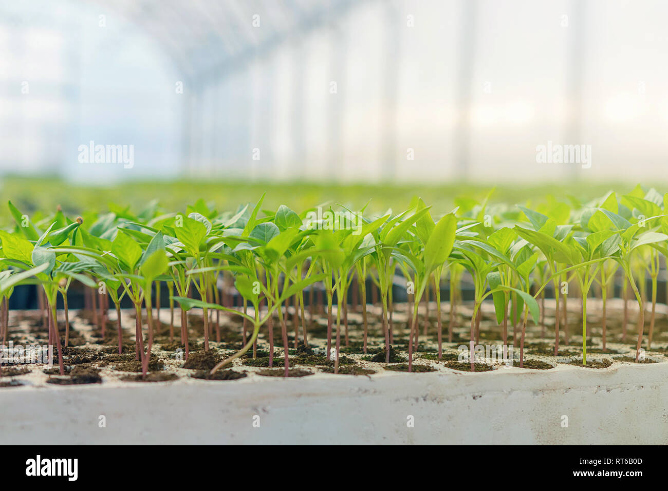 Baby plants growing inside of pots greenhouse nursery Stock Photo - Alamy