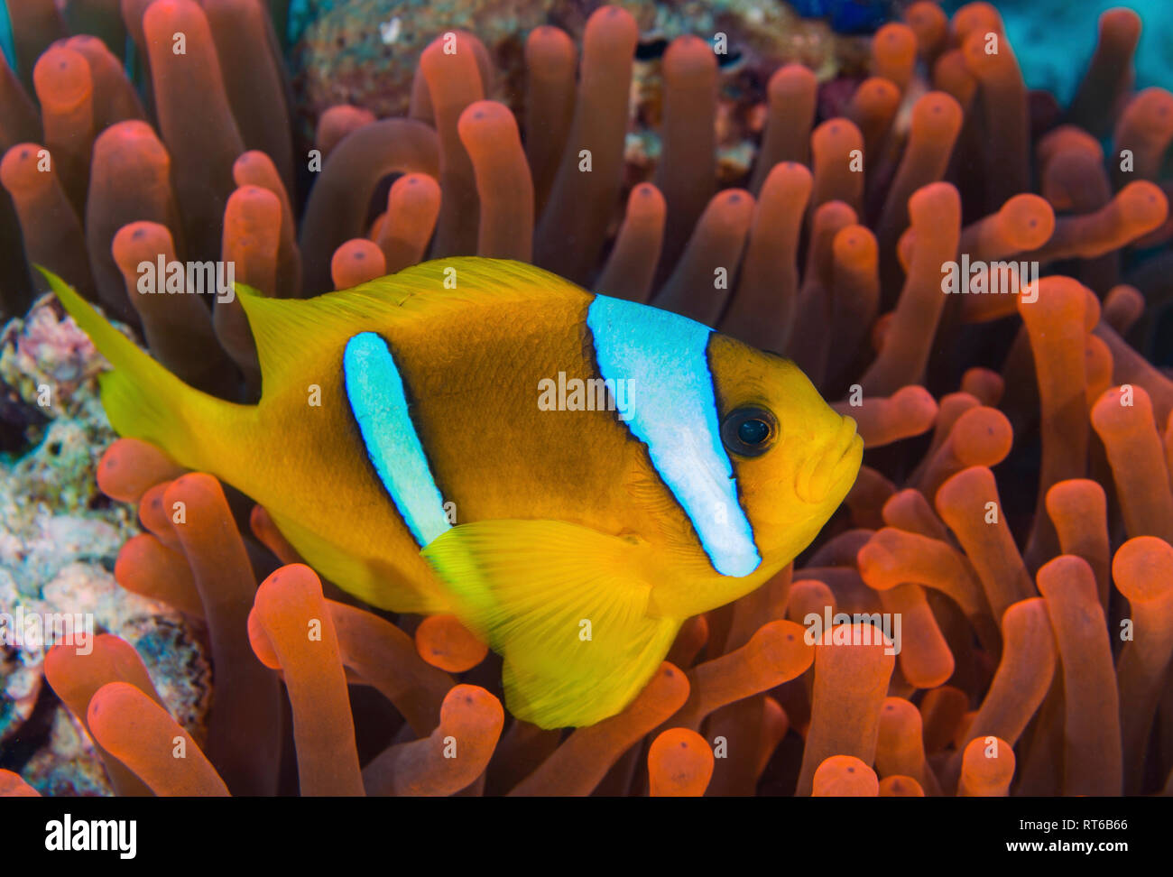 Red sea clownfish (Amphiprion bicinctus), Red Sea, Egypt. Stock Photo