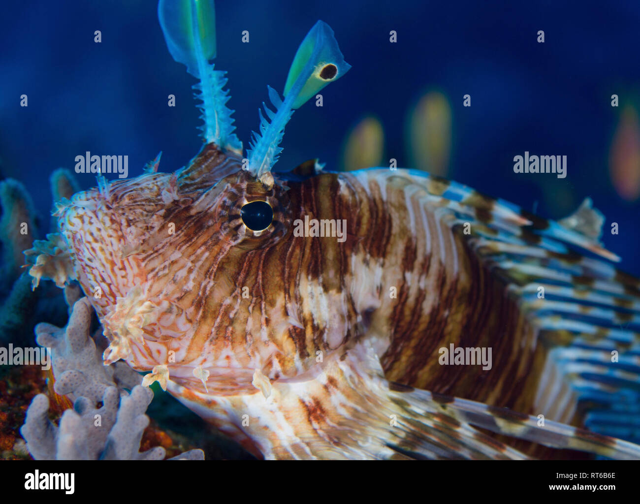 Lionfish, Red Sea, Egypt. Stock Photo