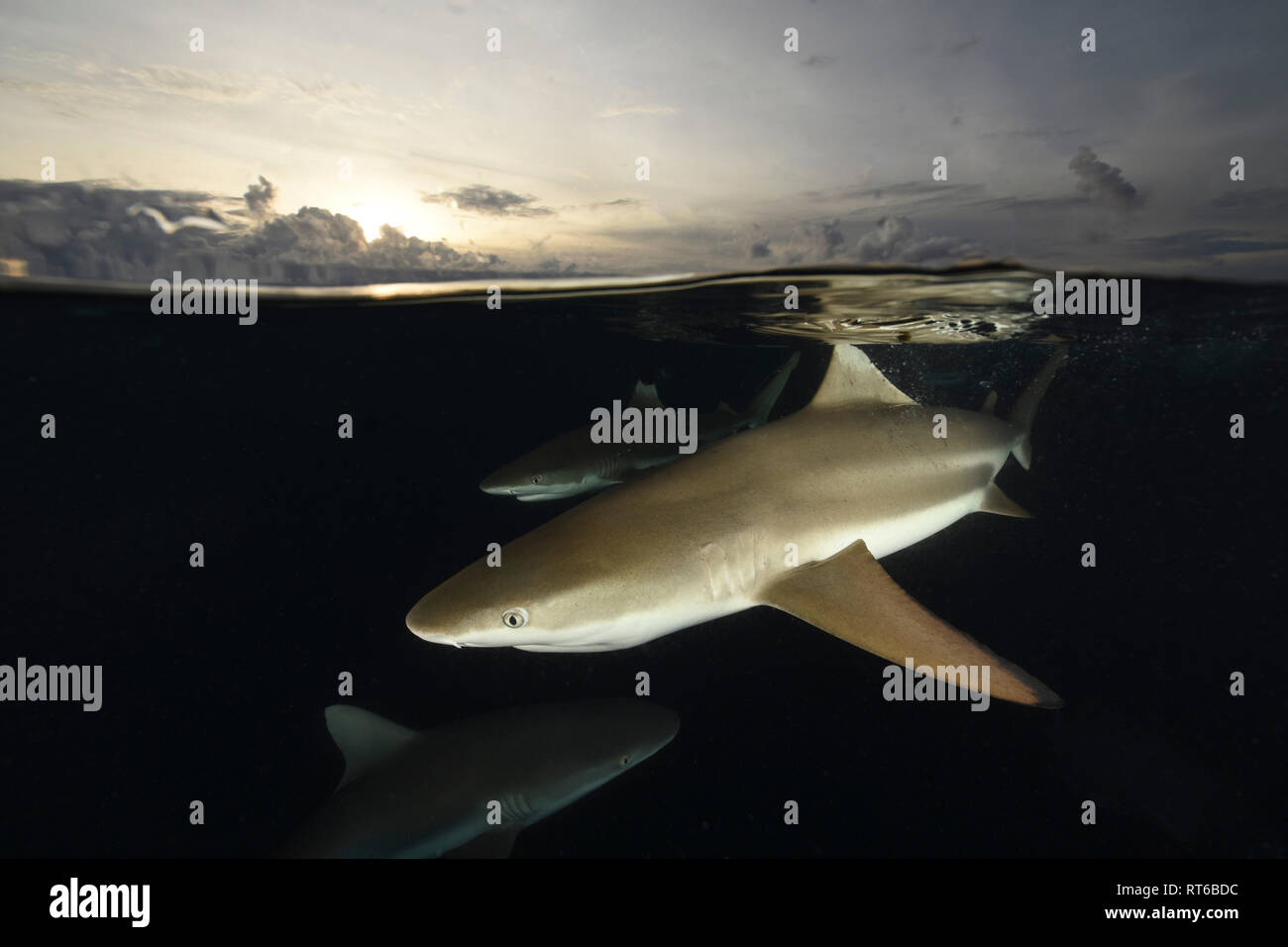 Blacktip and grey reef sharks, Yap, Micronesia. Stock Photo