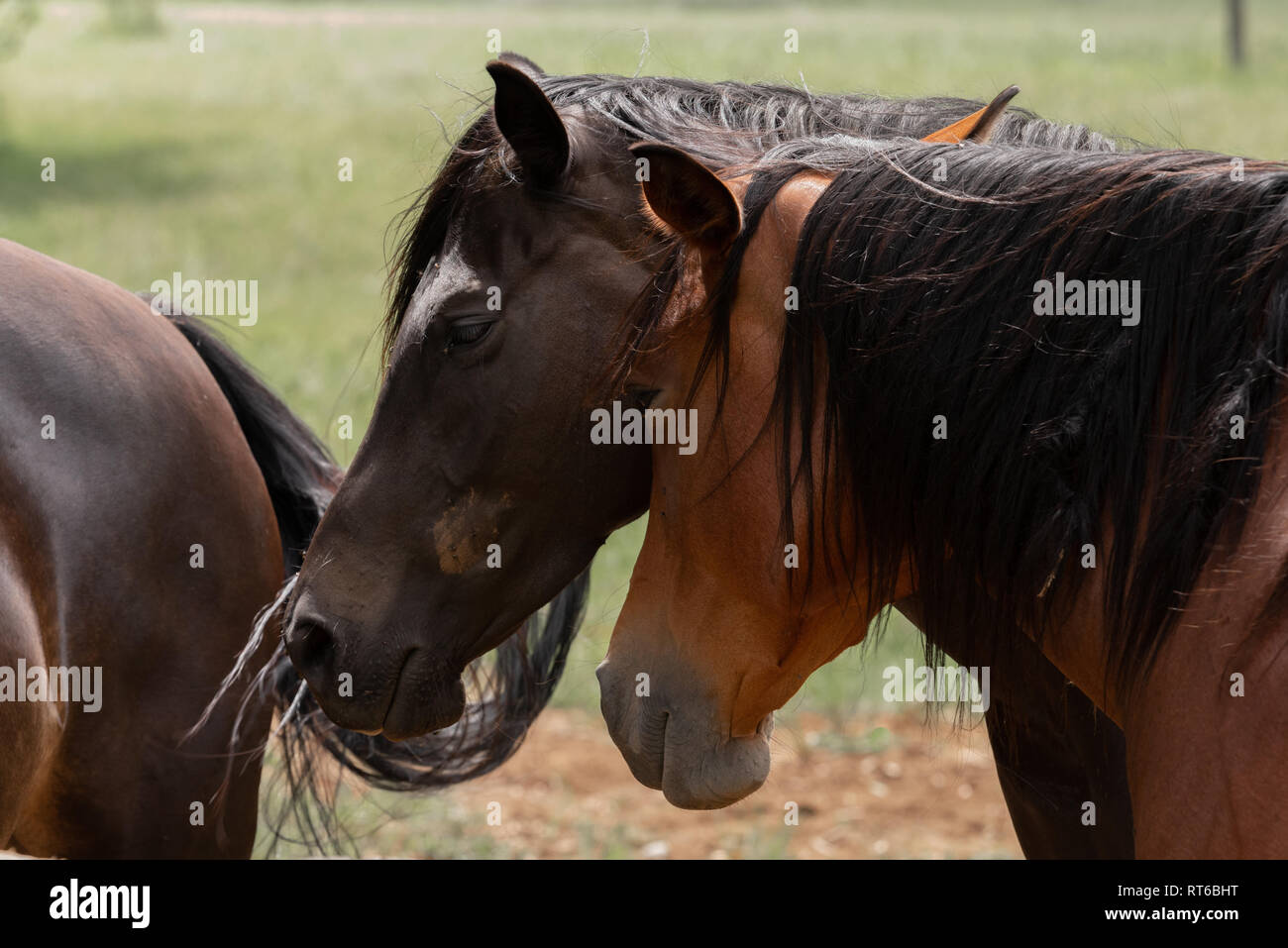 Two horses rubbing their heads together Stock Photo Alamy