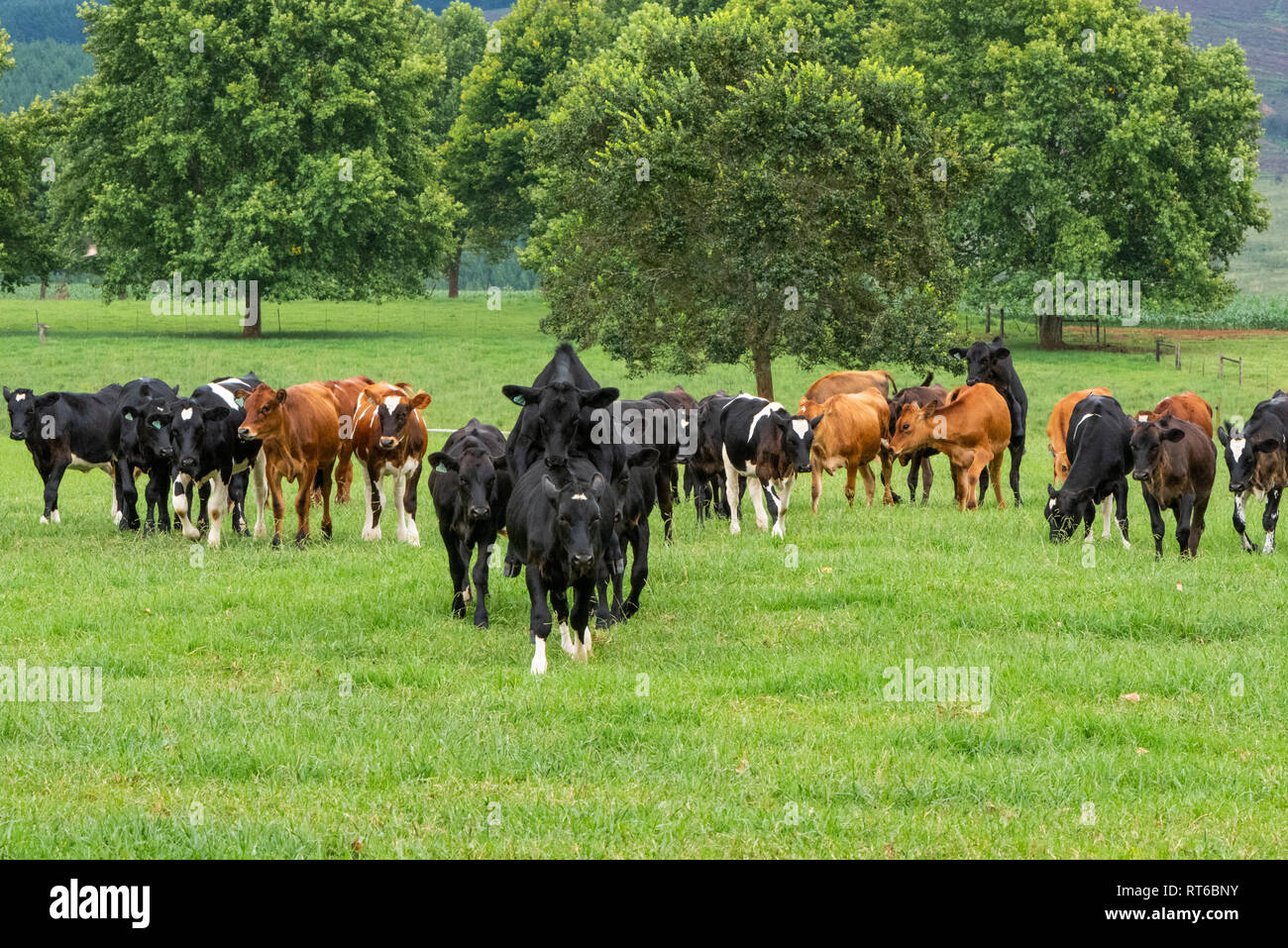 A herd of young cows in a field with some trying to mate in the Natal Midlands, South Africa. Stock Photo