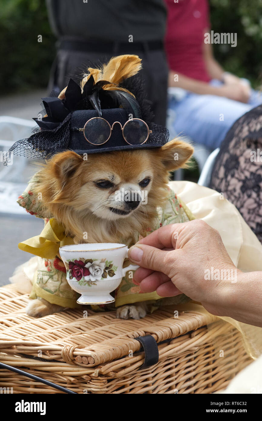 Dog in Victorian steampunk costume have a cup of tea in a fine bone china tea cup Stock Photo