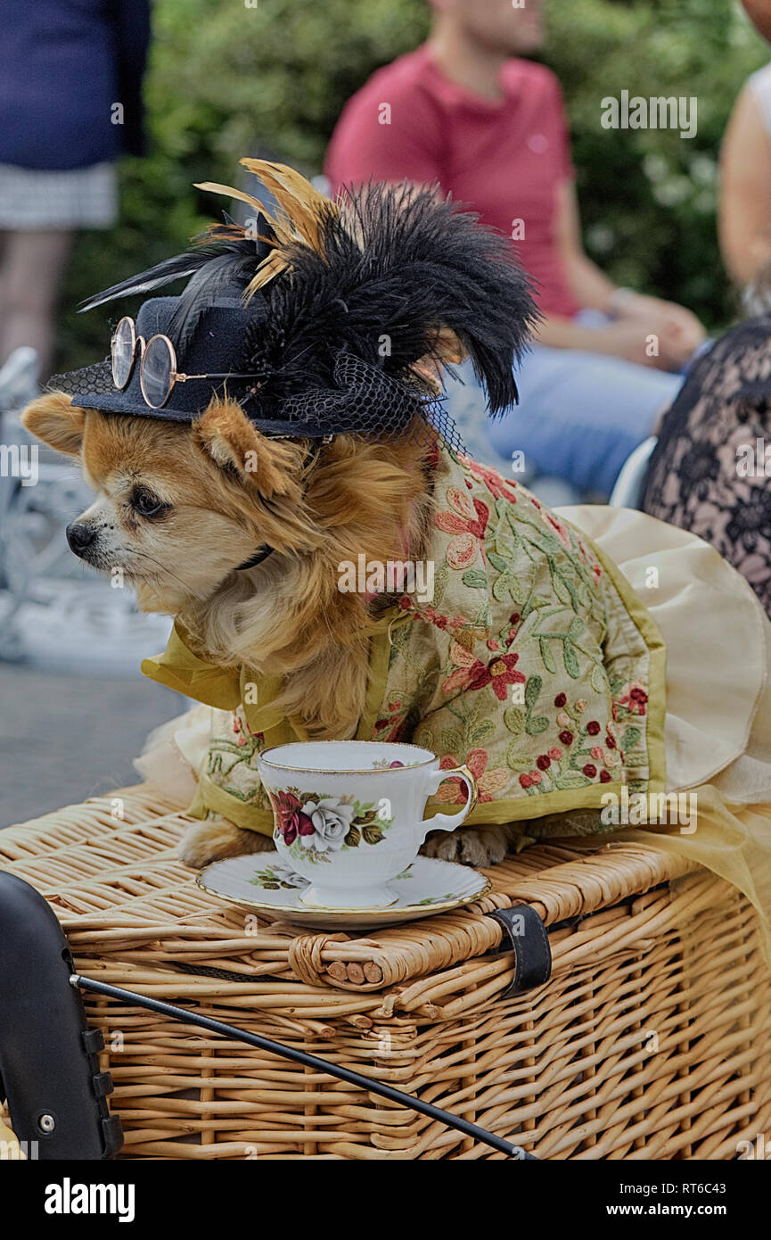 Dog in Victorian steampunk costume have a cup of tea in a fine bone china tea cup Stock Photo