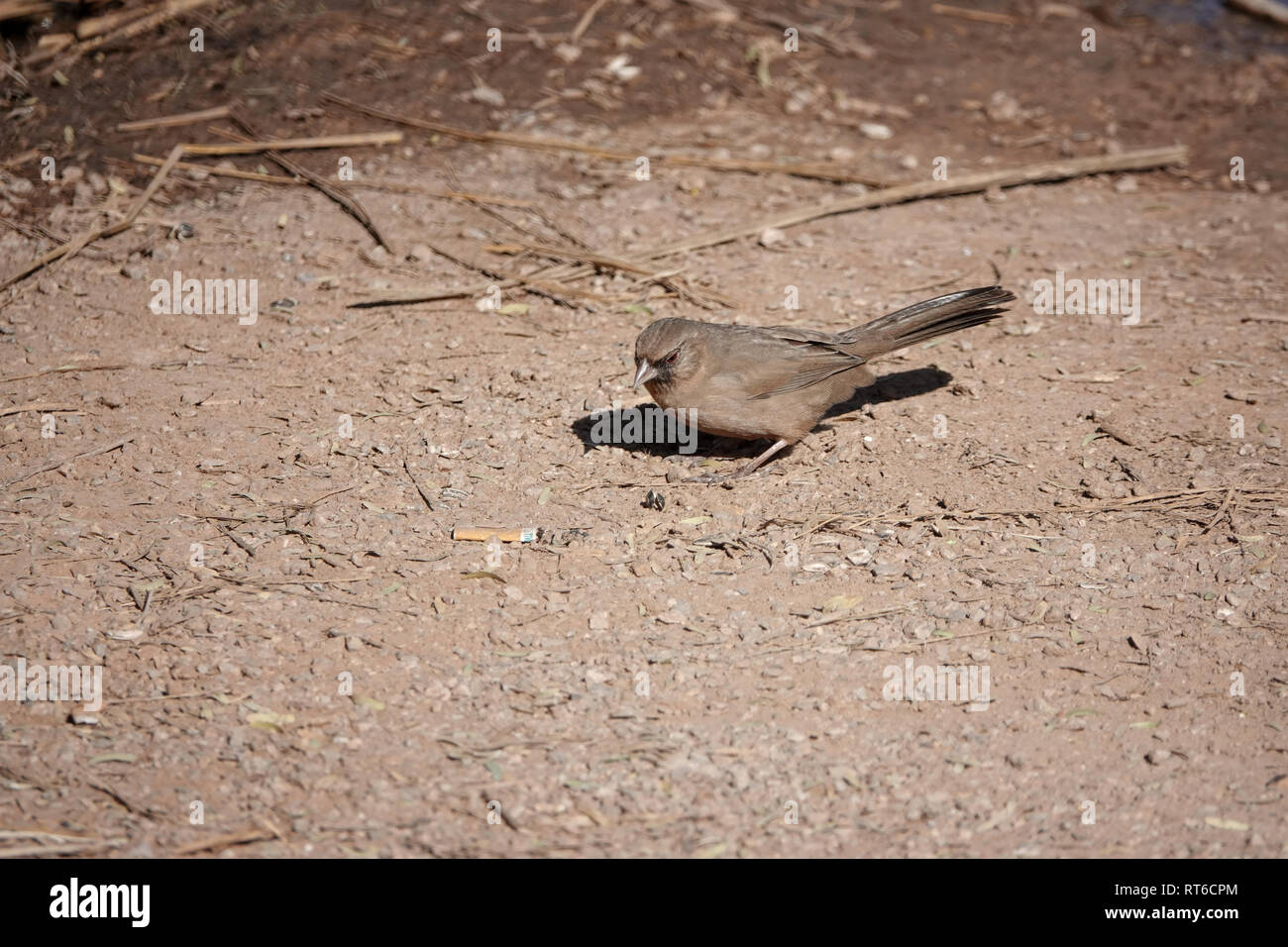 Bird (Abert's towhee) looking at a cigarette butt; cigarette filters