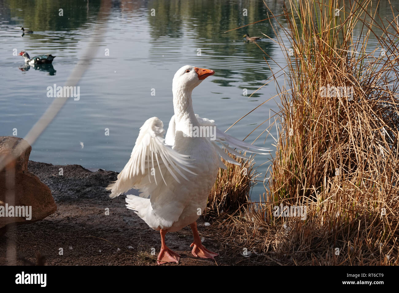 Feral embden goose near a pond in Arizona, USA Stock Photo