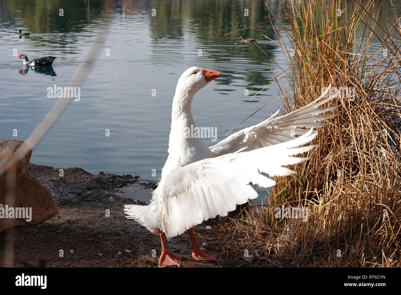 Feral domestic goose (Embden breed) near a pond in Arizona, USA Stock Photo