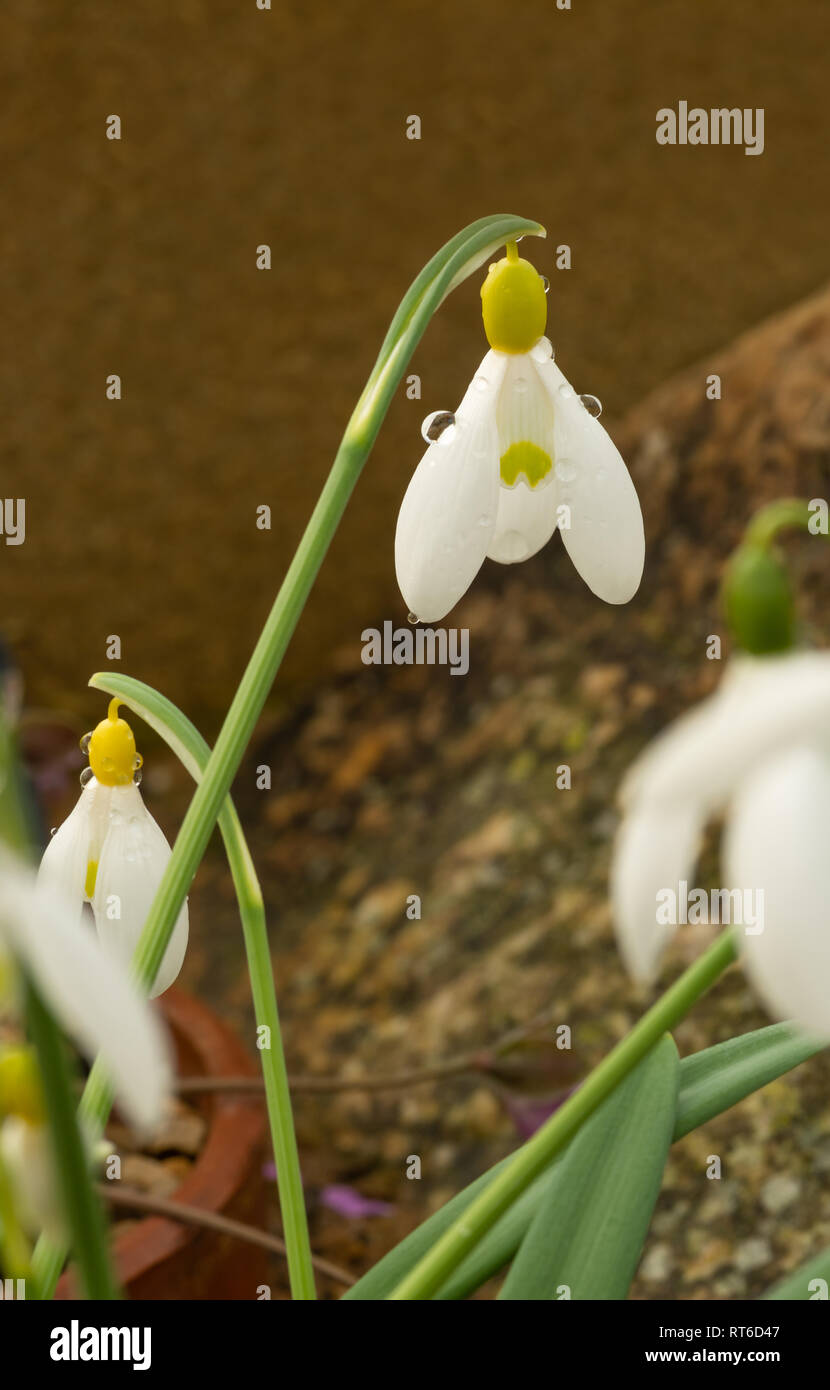 Galanthus 'Primrose Warburg' Stock Photo Alamy