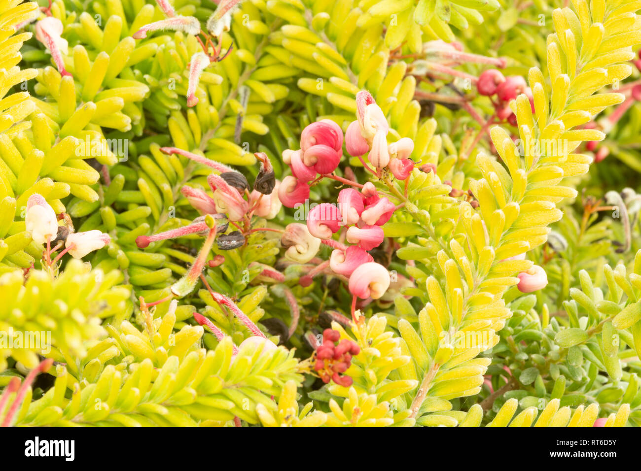 Grevillea lanigera prostrata Stock Photo