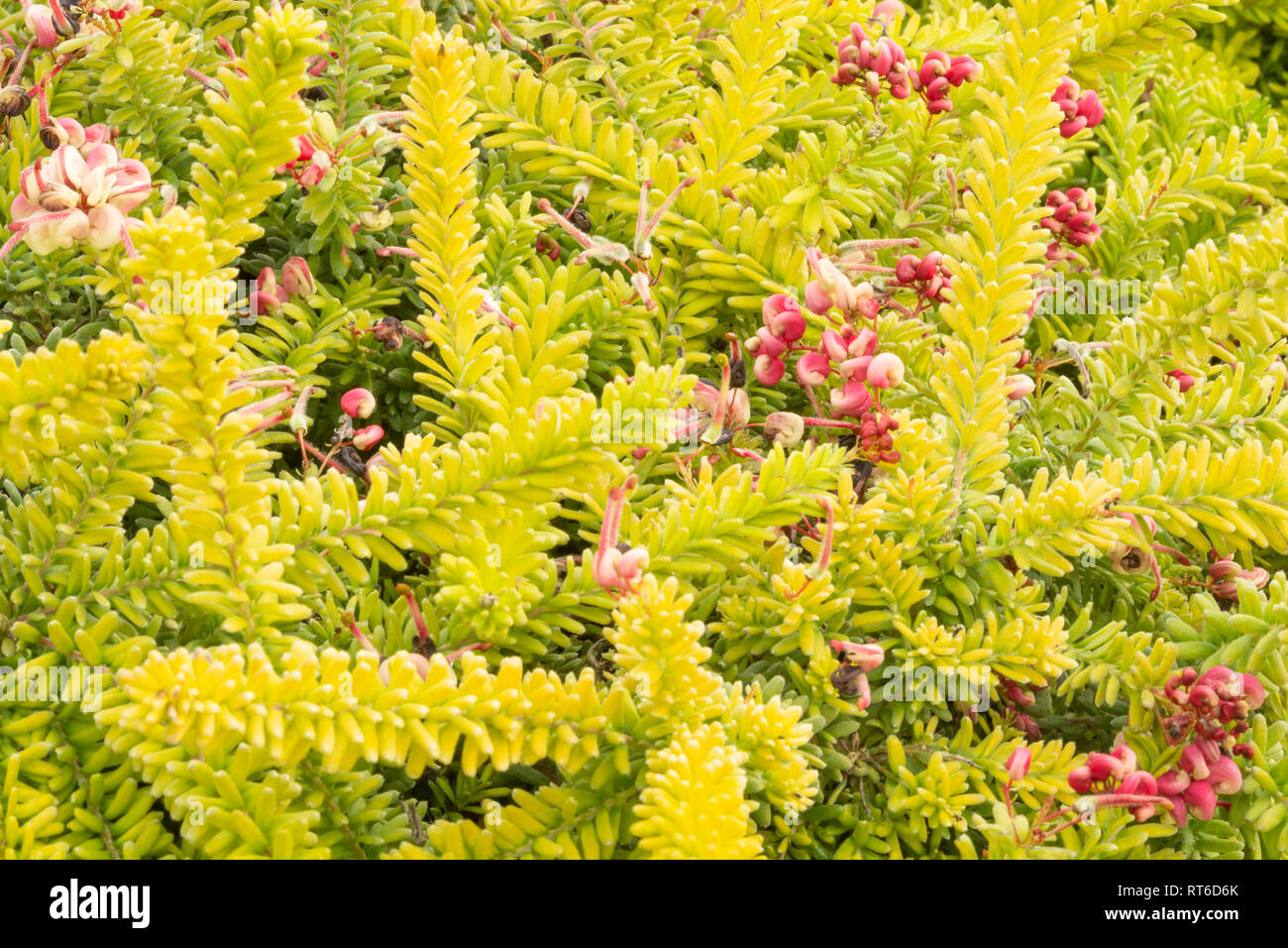Grevillea lanigera prostrata Stock Photo
