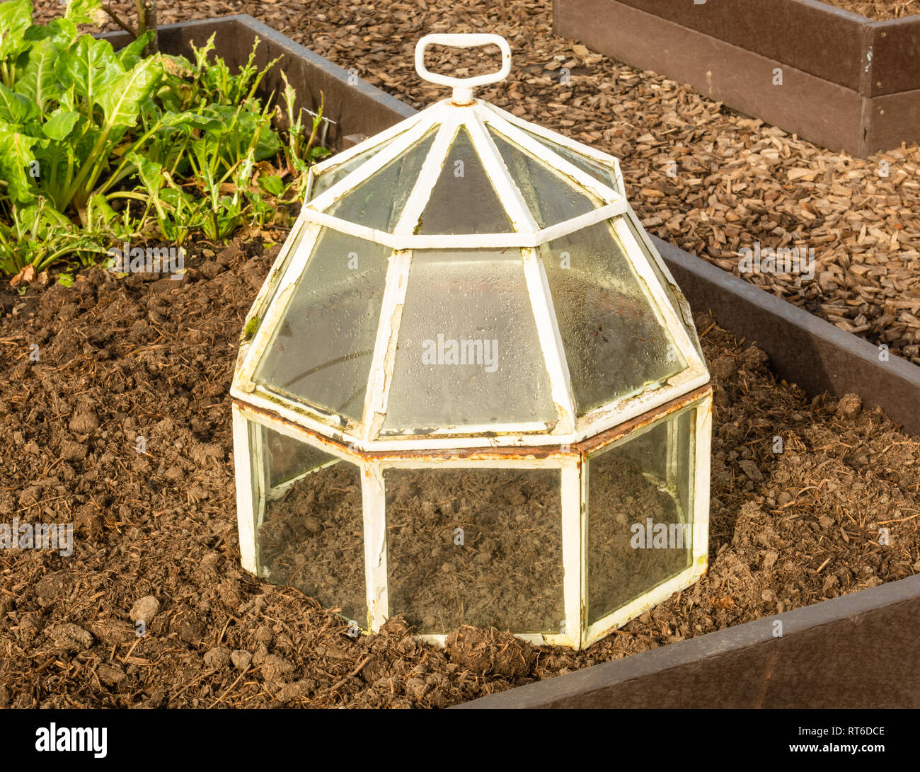 Victorian style glass cloche in a garden Stock Photo Alamy