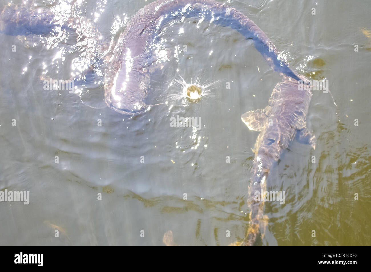 Catfish near the surface of the water, catfish bottom fish scavenger ...